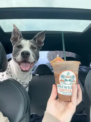 Happy dog in the car next to a BrewKini’s iced coffee